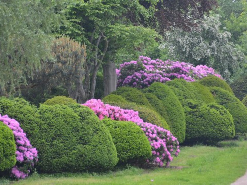 Kerti cserjék rododendron