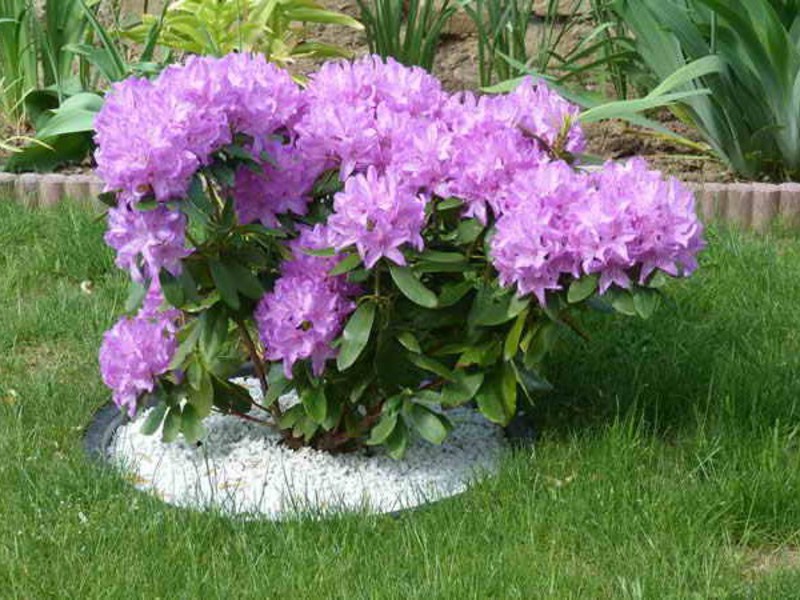 Rhododendron virágzási időszak