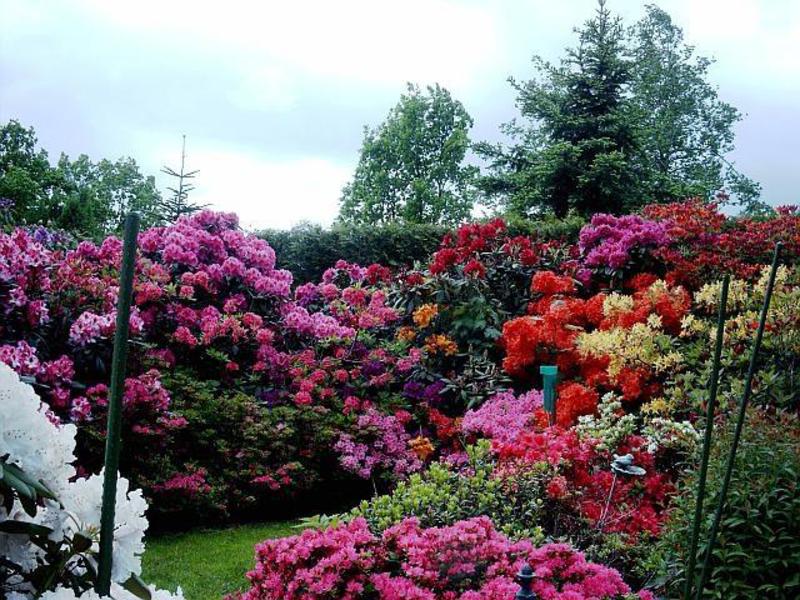 Rododendro de jardín