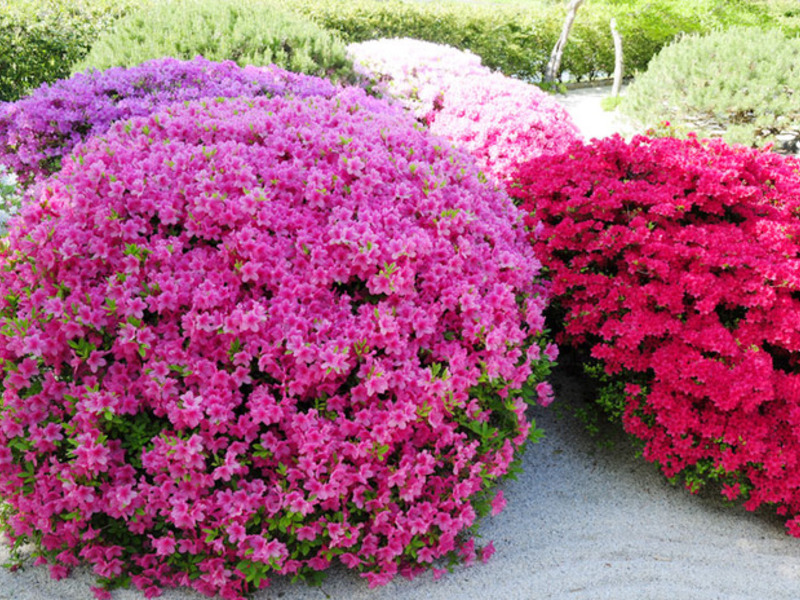 Rhododendron på stedet