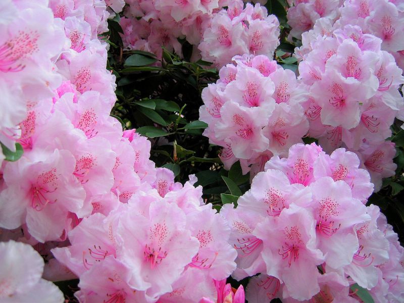 Rhododendron: planting, stell og dyrking