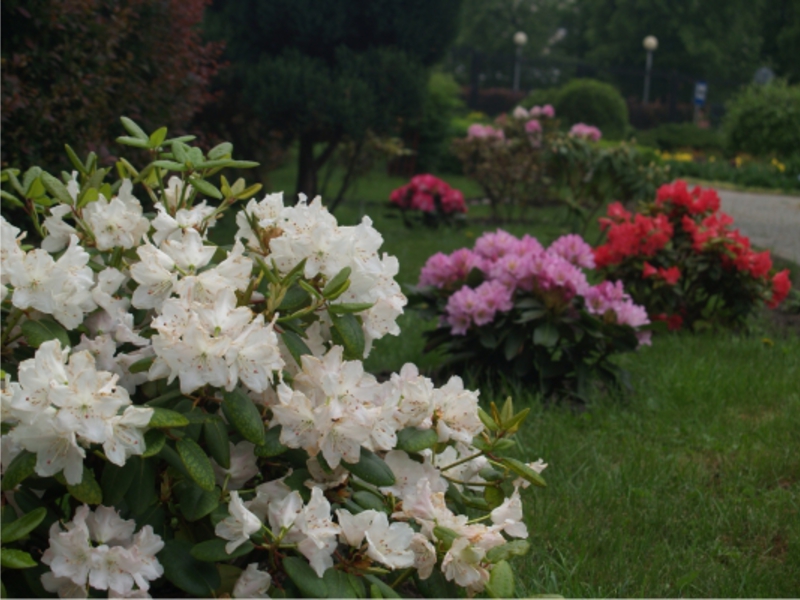 Voksende rododendron