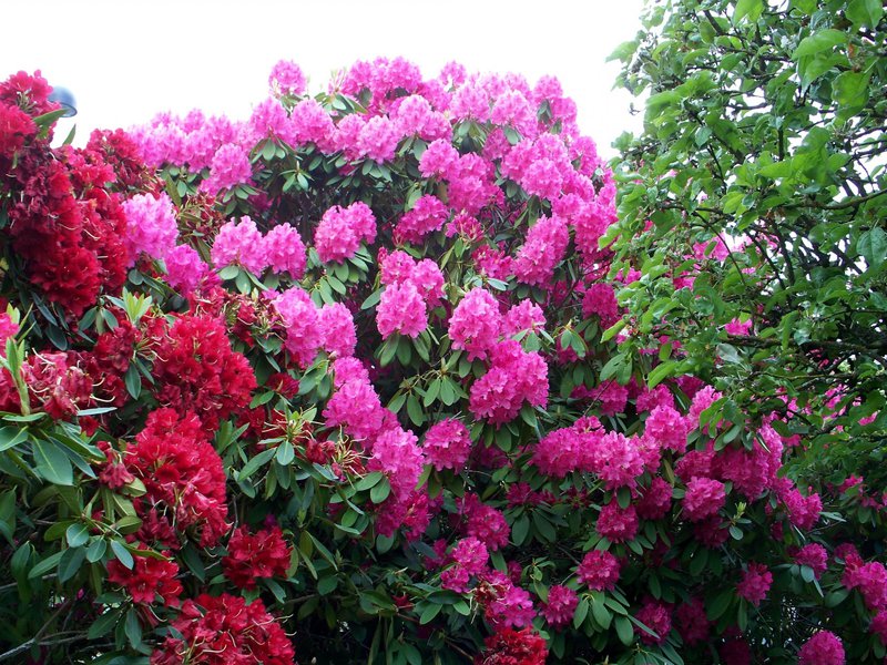 Comment arroser un rhododendron