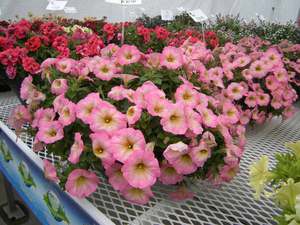 Variedades y cuidados de petunia.