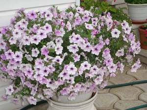 Ampelous petunia-transplantatie