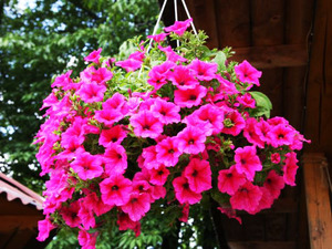 Come innaffiare correttamente la petunia di ampel