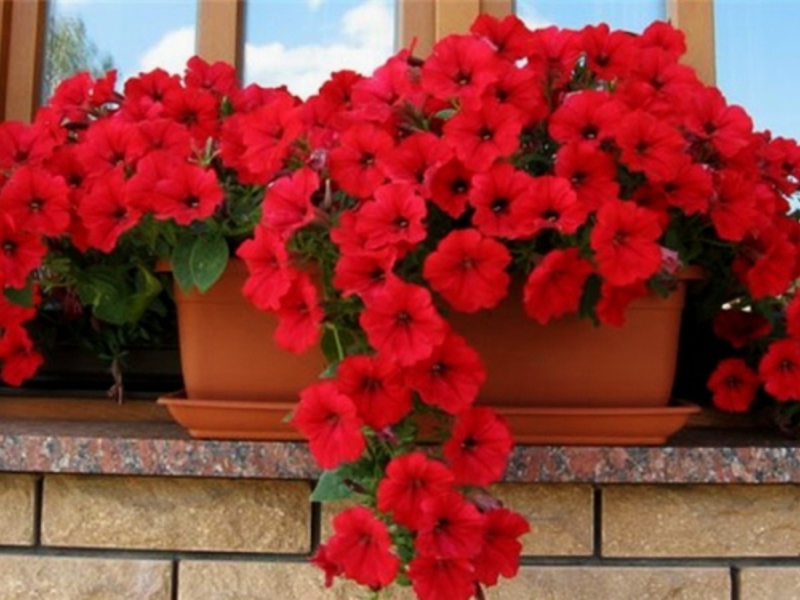 Plaats voor het planten van ampelpetunia's