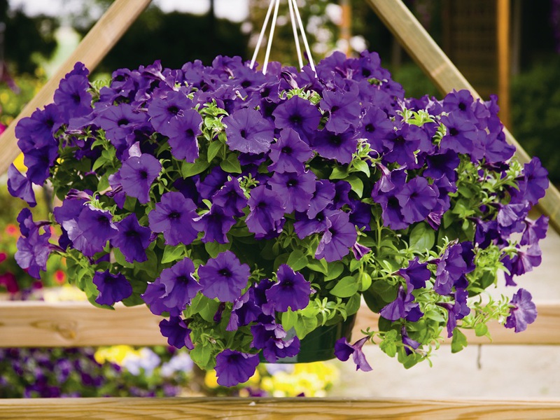 Varianter af ampelous petunia