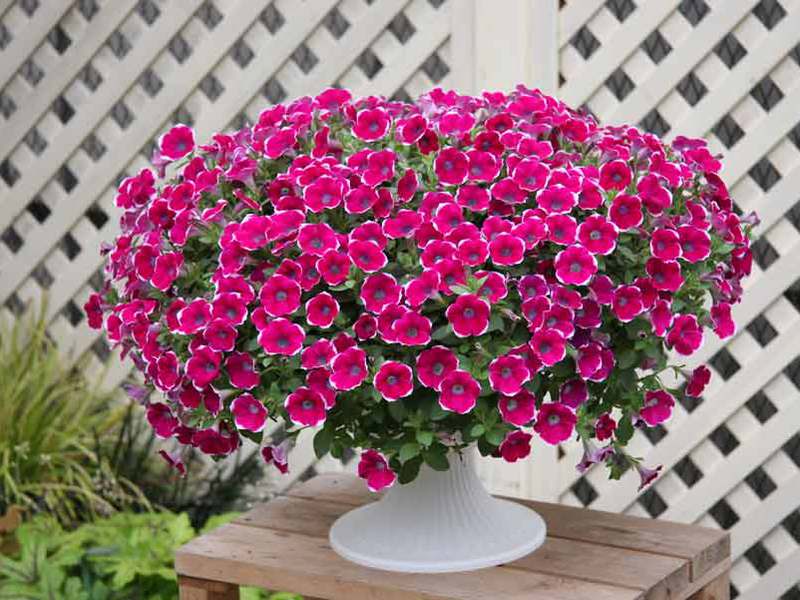 Petunia ampelous gieo và trồng