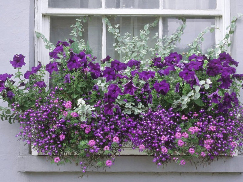 Cuidando la petunia ampelosa