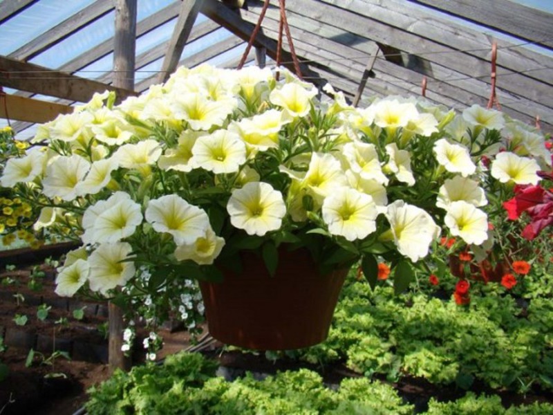 Petunia ampelous als Dekoration des Balkons