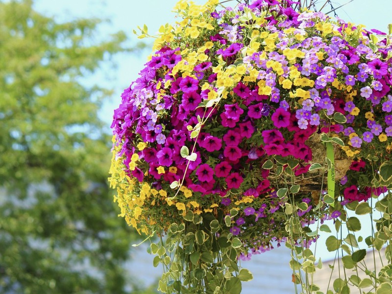 Hengende kurv med blomstrende petunier