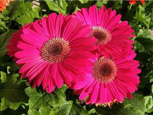 Maladies de Gerbera