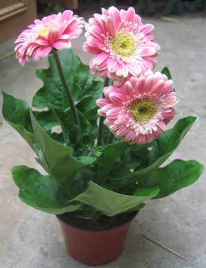 Cultiver des graines de gerbera