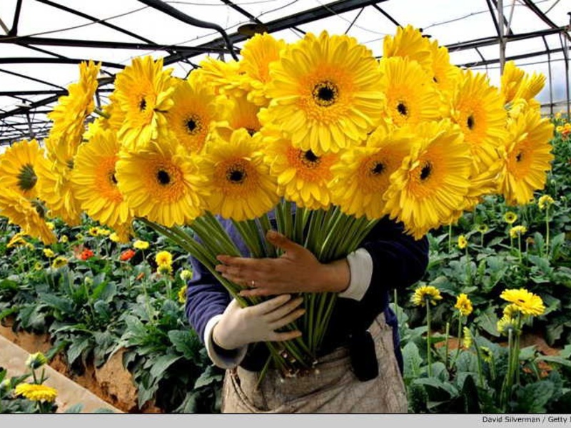 Gerbera blomstringsperiode