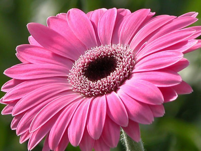 Bloeiende gerbera's