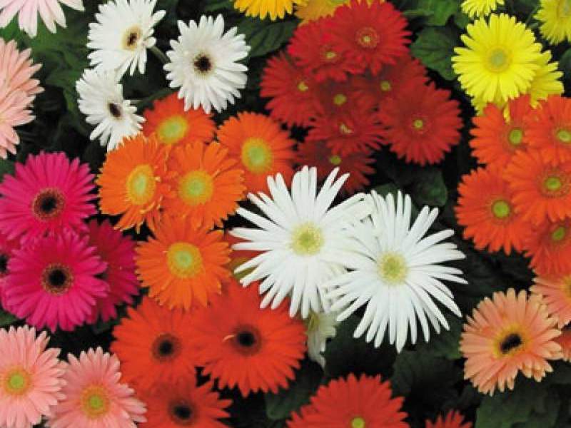 Hvilke farger blomstrer gerbera