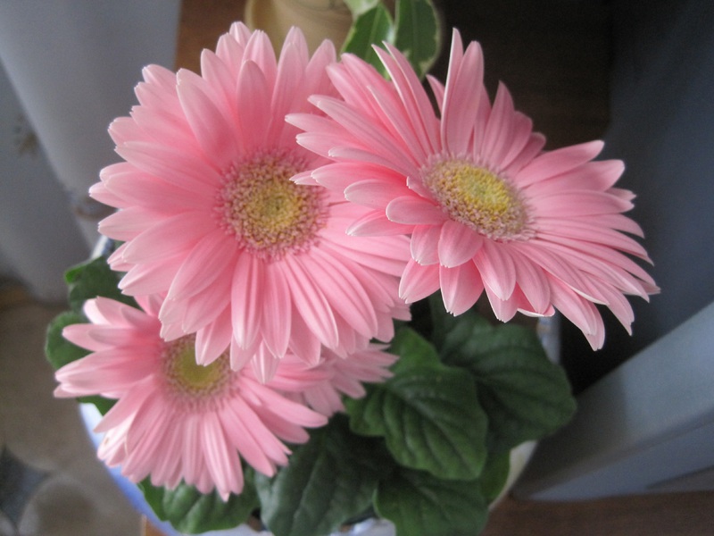 Gerbera odlingsmetoder