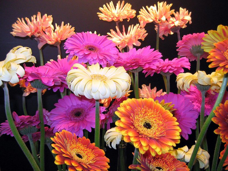 Welke bloemen bloeien gerbera