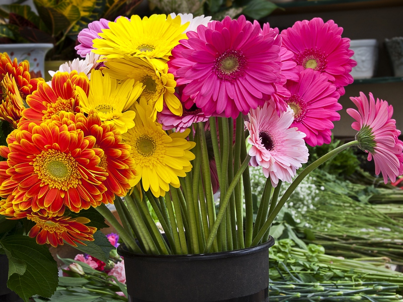 Motley skönhet gerbera