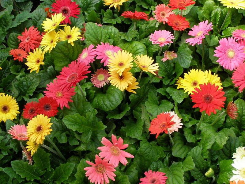 Cultiu de llavors de gerbera