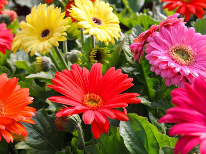 Hoe zorg je voor een gerbera