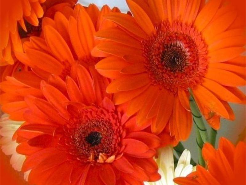 Odmiany Gerbera