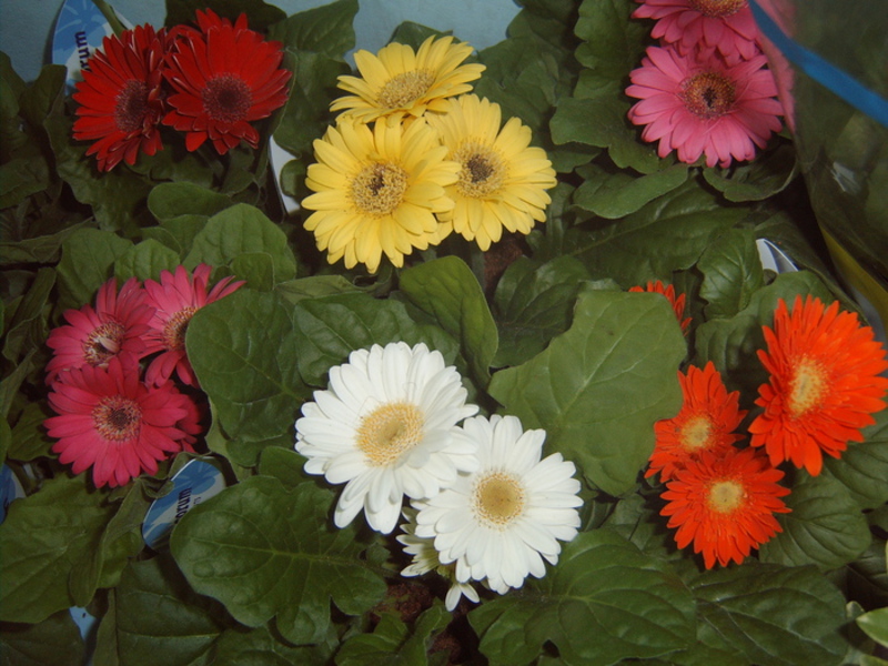 Hur man tar hand om en gerbera