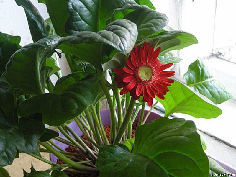 Maladies de Gerbera