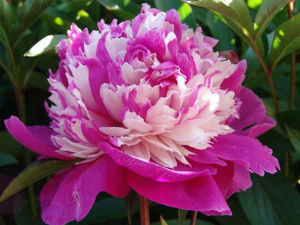 When peonies bloom