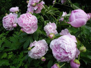 Variétés et types de pivoines