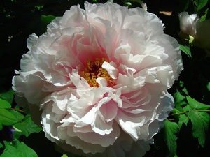 Peony variasjon