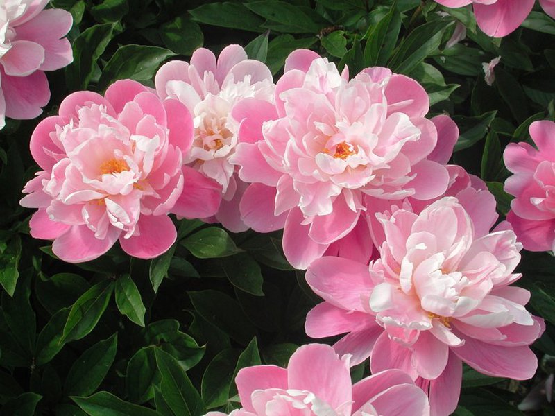 Peony garden flower