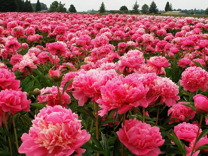 Apabila peonies mekar