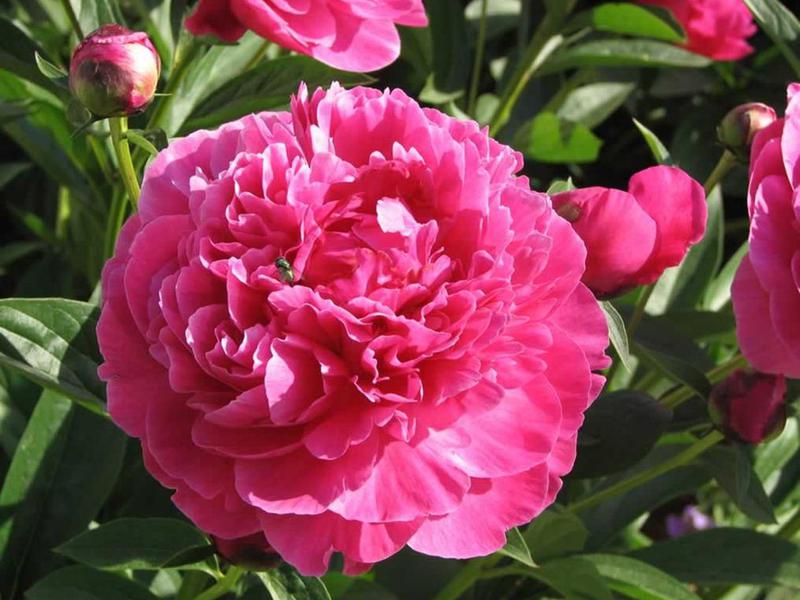 Types of peonies