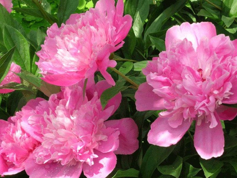 Peonies: flors de l'emperador