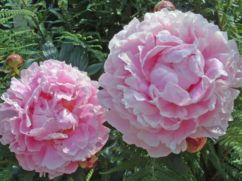 Variétés populaires de pivoines