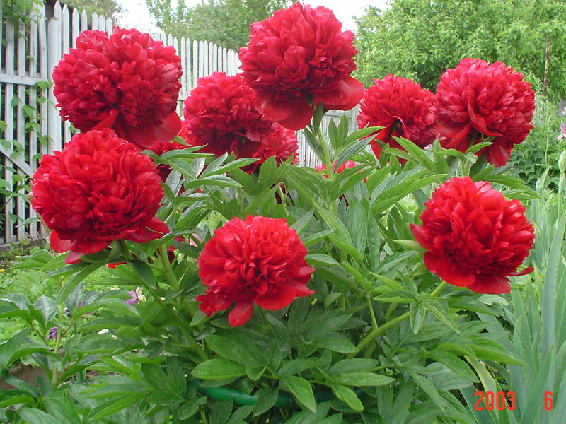 Pivoines en fleurs