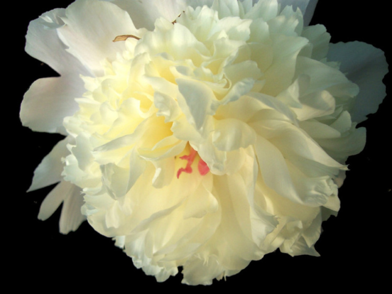 Peonies in the garden