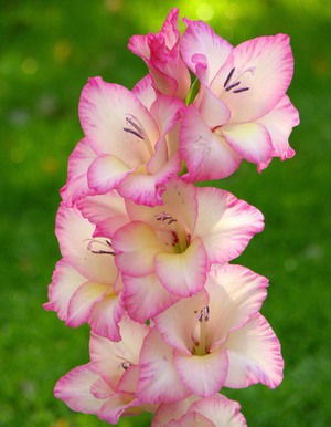 Plantering och vård av gladioli