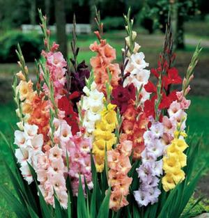 Klassificering af gladioli