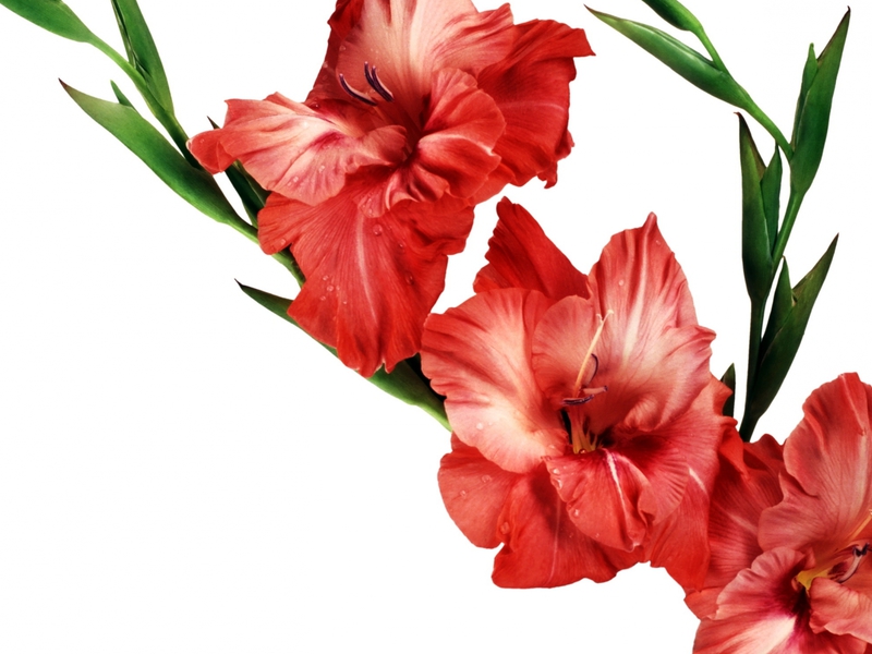 Når skal du plante gladioli