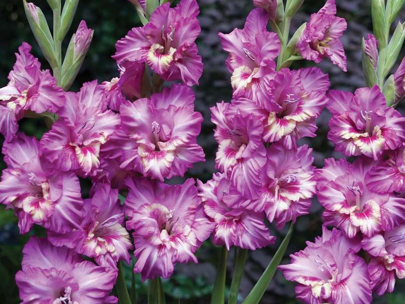 Plantering og stell av gladioler