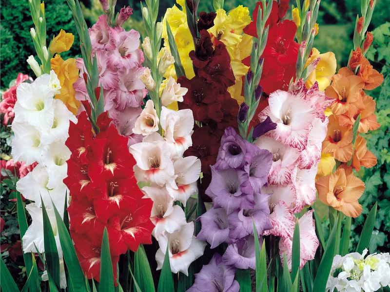 Kako izgleda gladiola