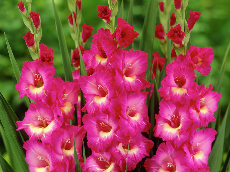 Gladioli'nin sınıflandırılması