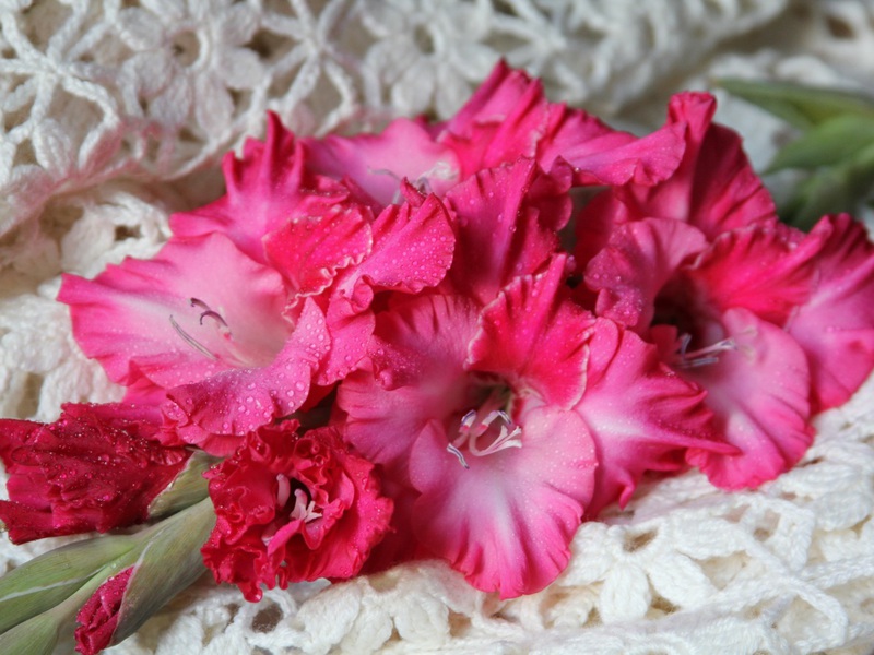 The appearance of gladioli