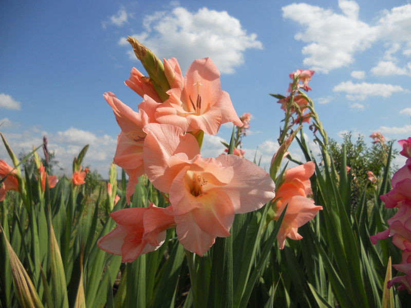 Come coltivare i gladioli da soli