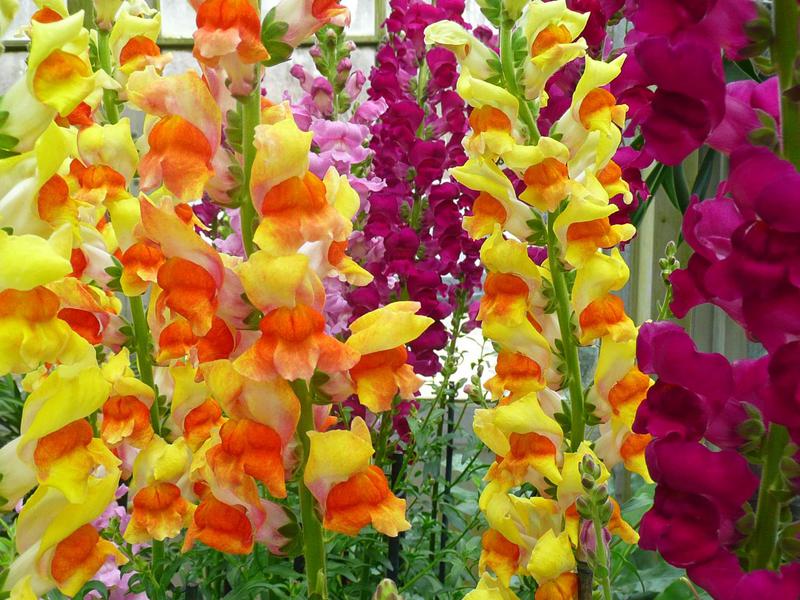 Come prendersi cura adeguatamente dei gladioli