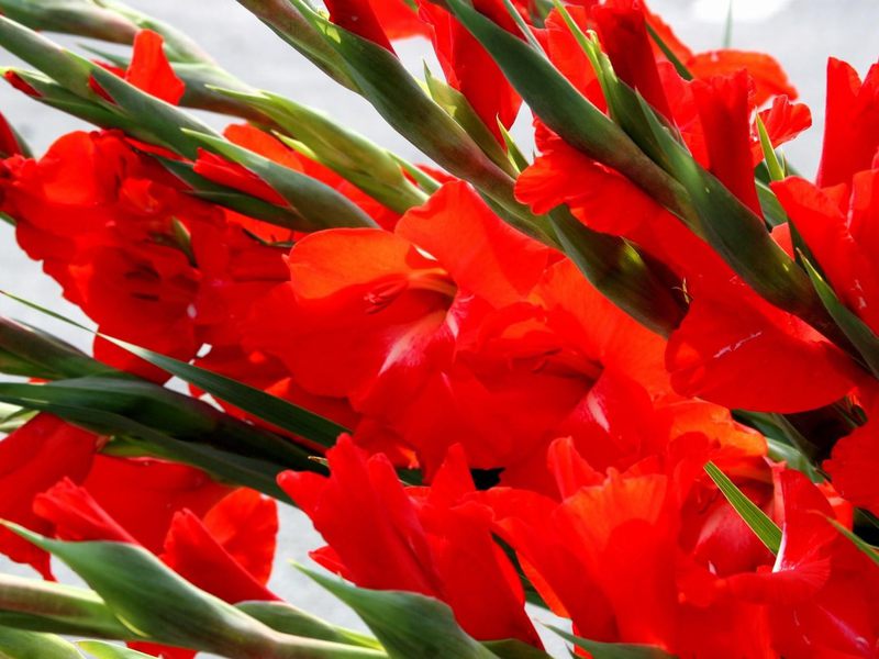 Classificazione dei gladioli