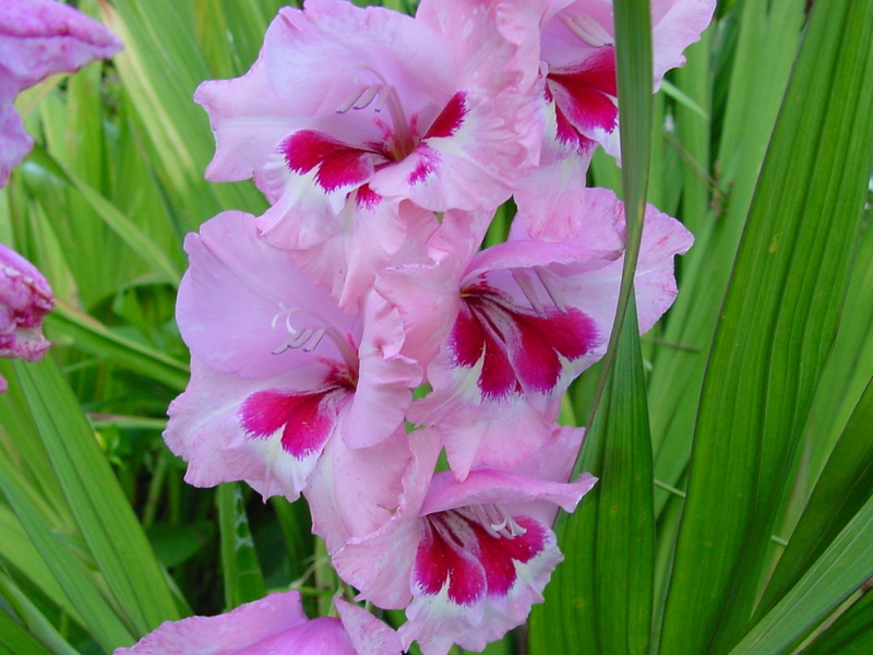 Sjukdomar av gladioli